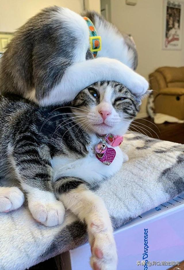 猫咪可爱图片猫咪可爱图片卖萌20张成对出现的可爱猫咪的照片
