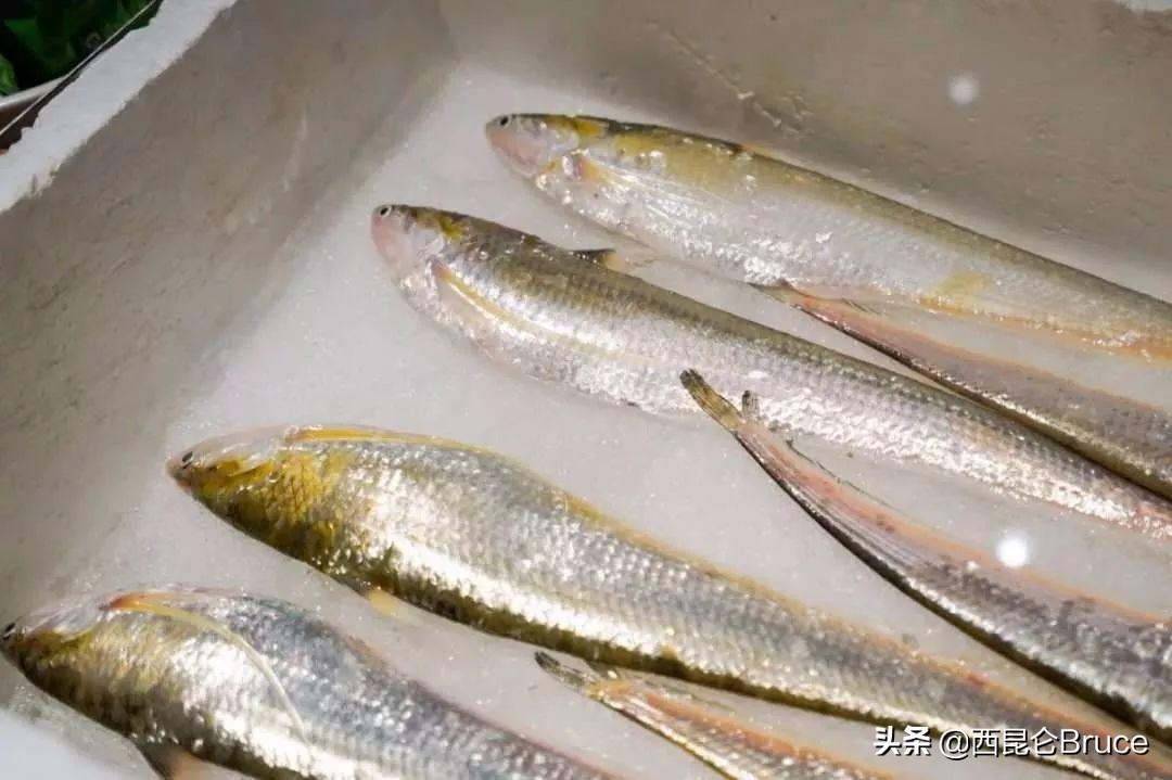 被炒到1.5万元1公斤的长江刀鱼，刺多肉少，为什么江浙地带钟爱呢-长江刀鱼最大多少斤