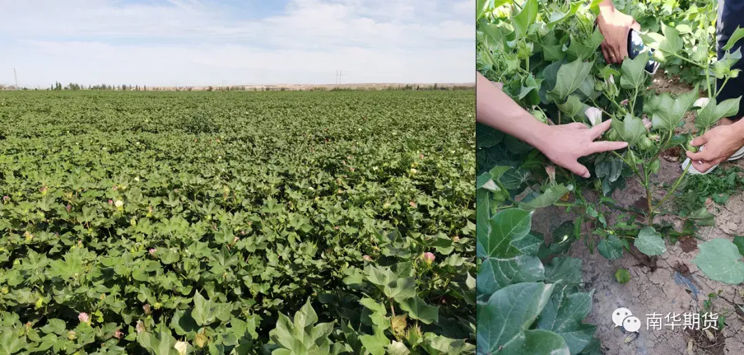 「新疆棉花实地调研」近期棉花走势强劲，国内的产销状况如何？-一吨棉花出多少纱