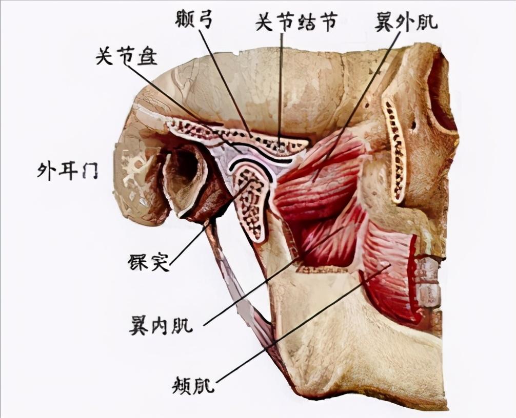 专业牙医告诉你，什么是深覆合？-成人牙齿深覆合怎么办