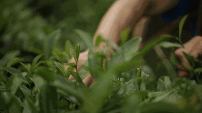 春茶消费知多少-消费知多少