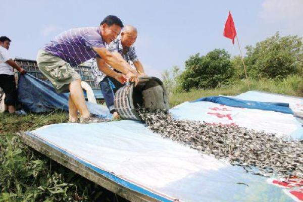 安徽阜阳市增殖放流鼓起渔民腰包-茨淮新河用了多少人工