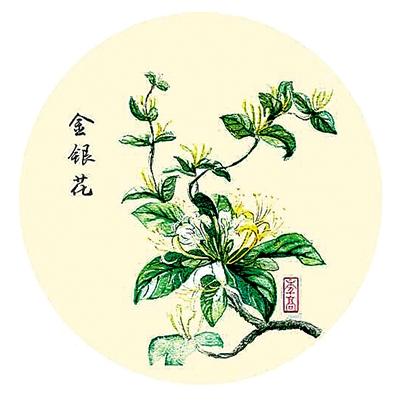 清热解毒良药——金银花-武汉百科药物开发有限公司