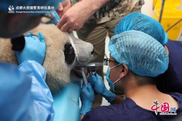 成都熊猫基地又添新福利南非专家给大熊猫检查牙齿-什么是熊猫基金