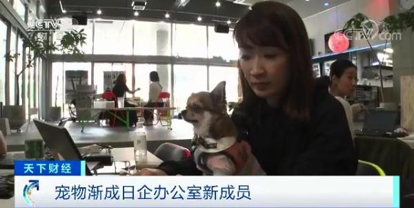 带着宠物去上班，火了！活的招财猫，爱了-5000日元多少人民币