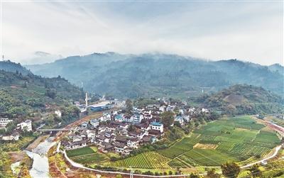 「决胜25020——摘帽进行时」古丈县脱贫攻坚纪实：一片叶子带富一方百姓-古丈黑茶多少钱一斤