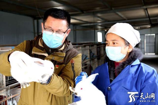 【推荐】兔舍连片村民笑扩大规模收入高-中粮屯河乌什果蔬制品有限公司
