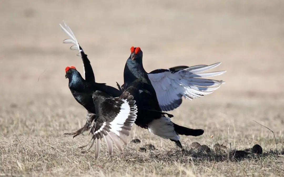 《2155期》世界地球日丨内蒙古检察机关发布野生动物资源保护十大典型案例-全球有多少曹志