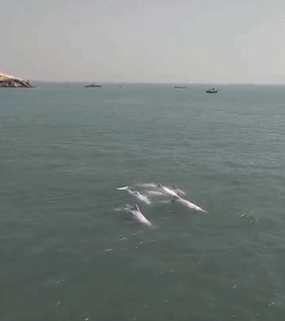 “白精灵”现身！中华白海豚频现厦门海域觅食嬉戏-上海海豚文化发展有限公司