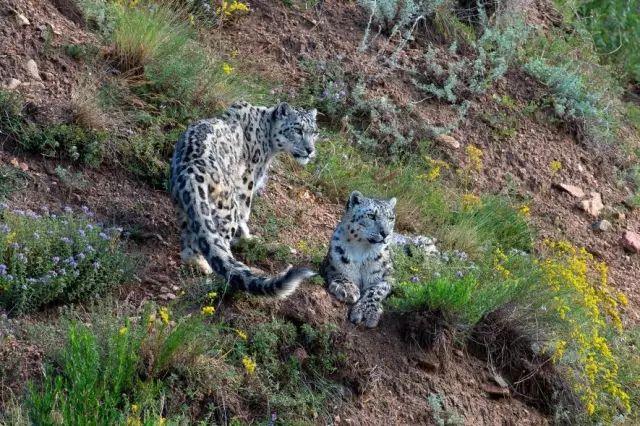 为了两只雪豹，这个国家把狩猎场变成了保护区-雪豹基金