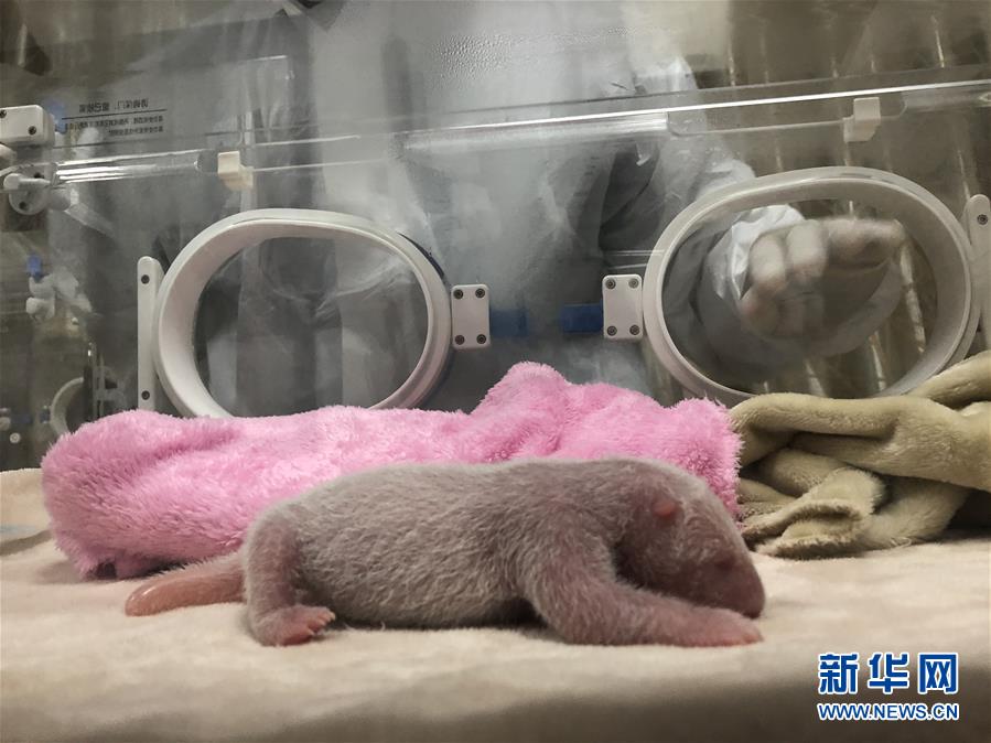 成都大熊猫繁育研究基地：初生体重最重大熊猫幼仔诞生-四川中润投资建设有限公司地址