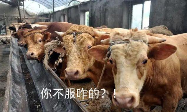 596头牛价值90亿！天山生物实控人李刚10天财富增14.53亿，下一个妖股也翻倍了！深交所发出警示-河北天山集团市值多少