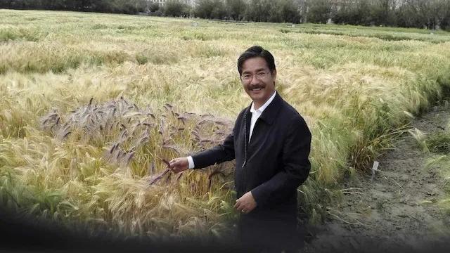 “青稞界袁隆平”！这位农奴后代，在世界屋脊种粮31年-西藏天地绿色饮品有限公司官网