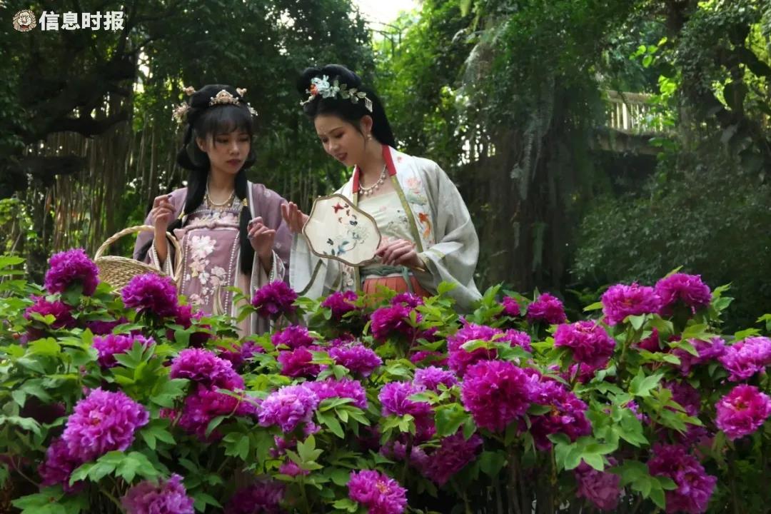“百花之王”来广州了！这些地方隐藏了大片花海，爱了爱了-山西省兰花集团三八煤矿有限公司