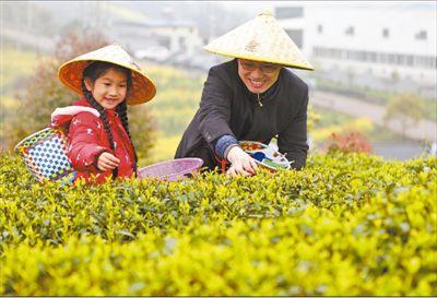 春日采茶乐-重庆永荣茶园公司经理