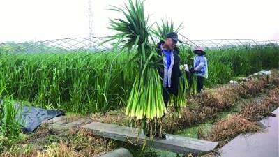 清蒸、酱拌……新吃法追求自然本色青浦练塘茭白4月初可尝鲜-练塘最好的交白多少钱一斤啊