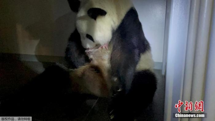 日本出生大熊猫双胞胎顺利度过第一周：体重增加-大熊猫每天增加多少克