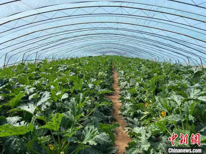 山西长子：科技促农稳增收蔬菜大棚“种出”致富梦-上海新龙鑫包装有限公司