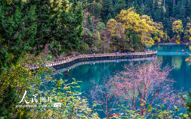 省阿坝州九寨沟风景区秋意渐浓,美景如画,吸引众多游客前来观光旅游