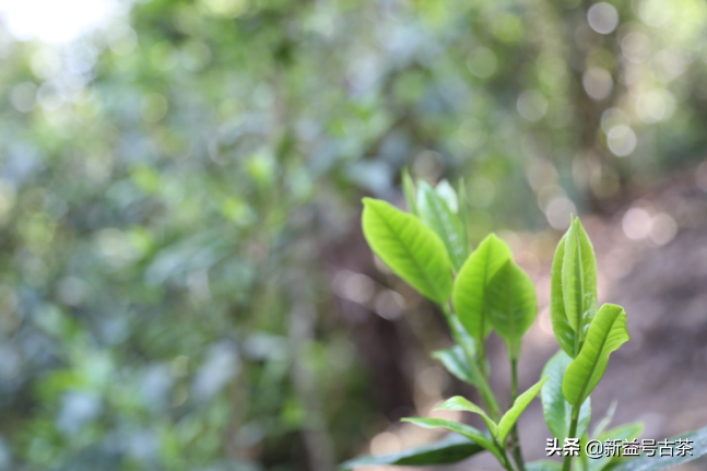 春茶贵如金？今天我们来聊聊春茶的那些事儿-春茶多少钱