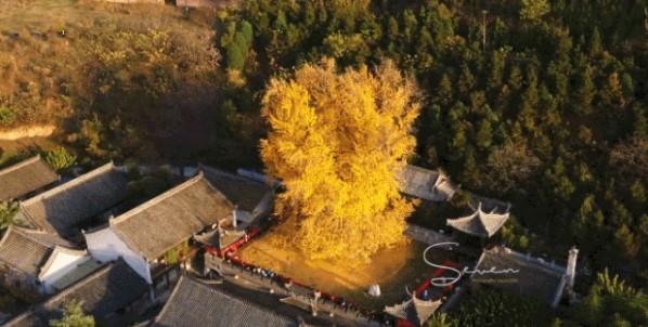 不死的银杏：我在没有你的世界生活了两亿七千万年-大地有多少年寿命