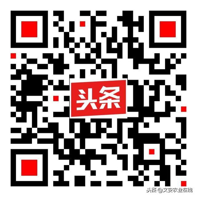 春节前玉米价格会涨吗？2018最新玉米主产地价格行情预测-蚌埠市禹会区玉米每亩补助多少钱