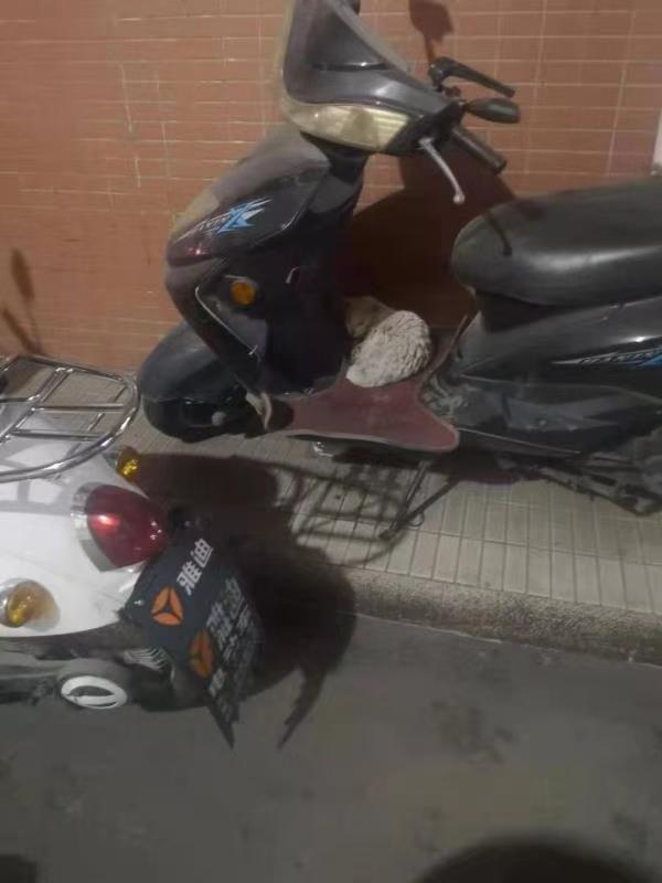 【推荐】萌宠在等你银基金湾
