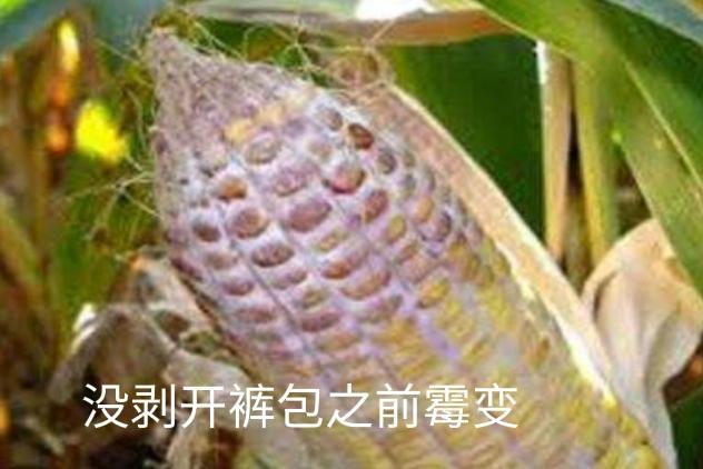 如何避免玉米霉变-玉米的霉变率是多少