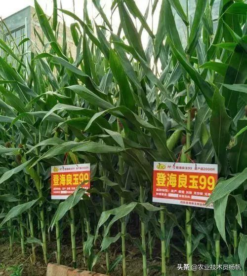 大开眼界，种了这么多年登海玉米，才知道这样的高产，原来如此。-登海618多少钱