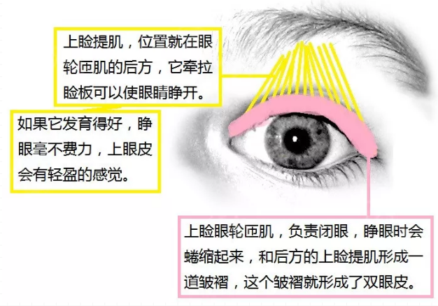 南华博士：双眼皮手术有哪些，它们的区别在哪里？-割双眼皮是微创手术吗多少钱