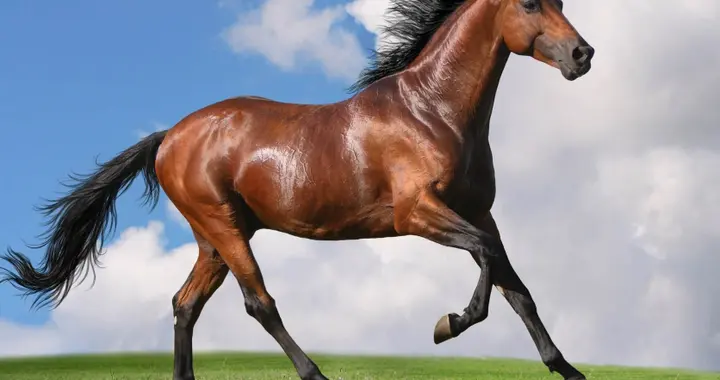 农村俗语“马看四蹄,人看四相”,什么意思?看的是哪四相?