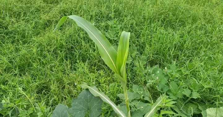 香港算命的（为什么很多父母或老一辈喜欢算命？算中了么）