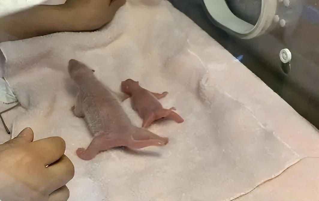 吃素减肥吗？反正大熊猫从150g狂飙到200多斤-大熊猫每天增加多少克