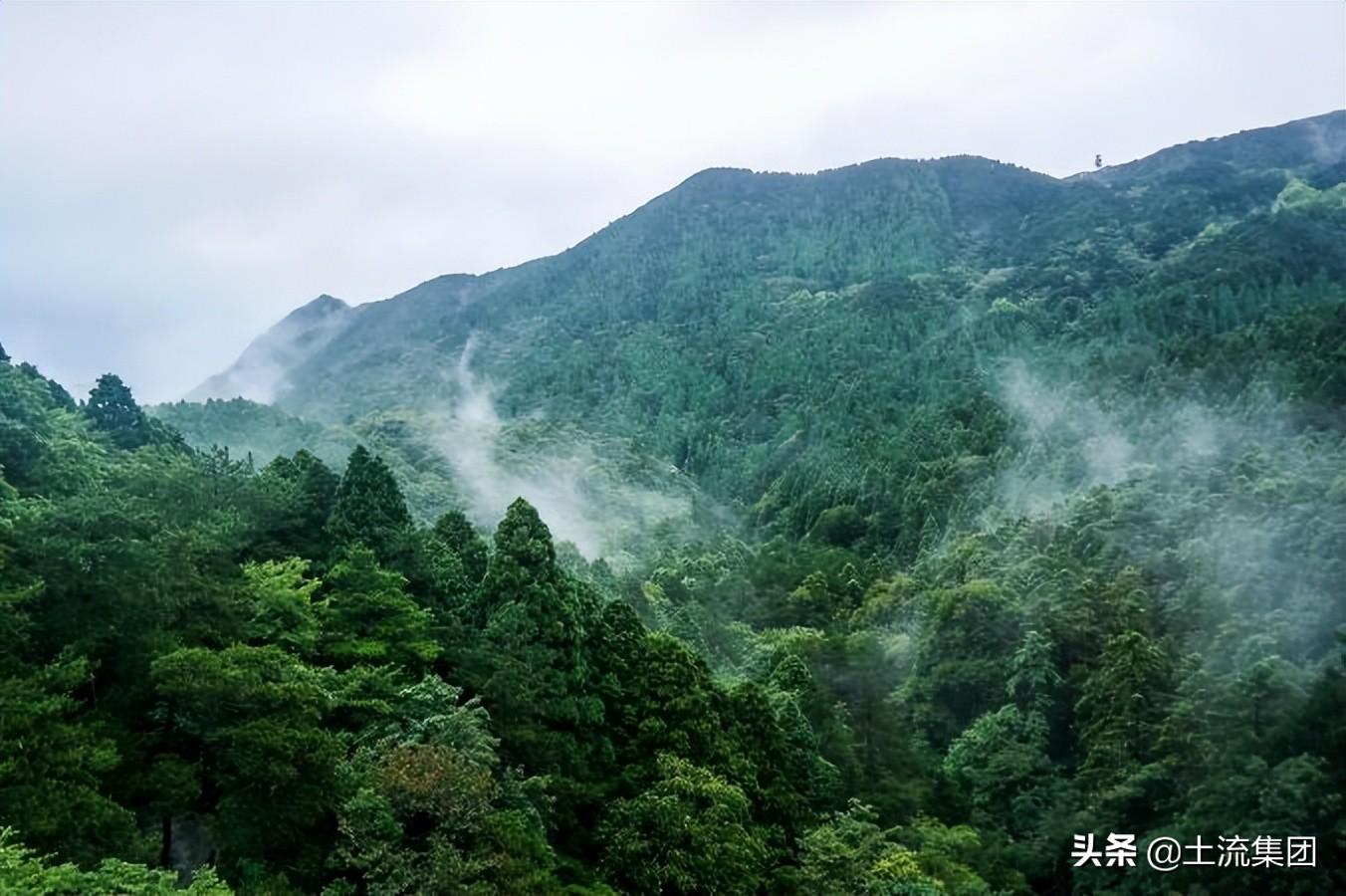 2022公益林补偿多少钱一亩？具体什么时候发？附各地最新补贴标准-森林生态效益补偿基金