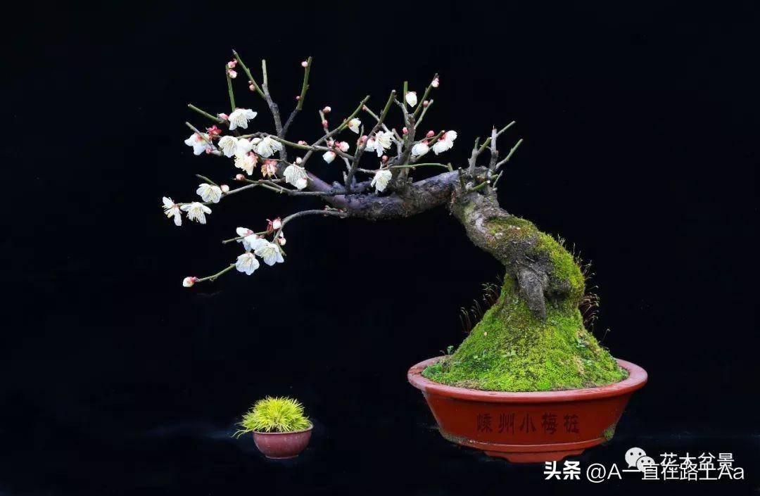 清香无以敌寒梅花-梅花一年长多少