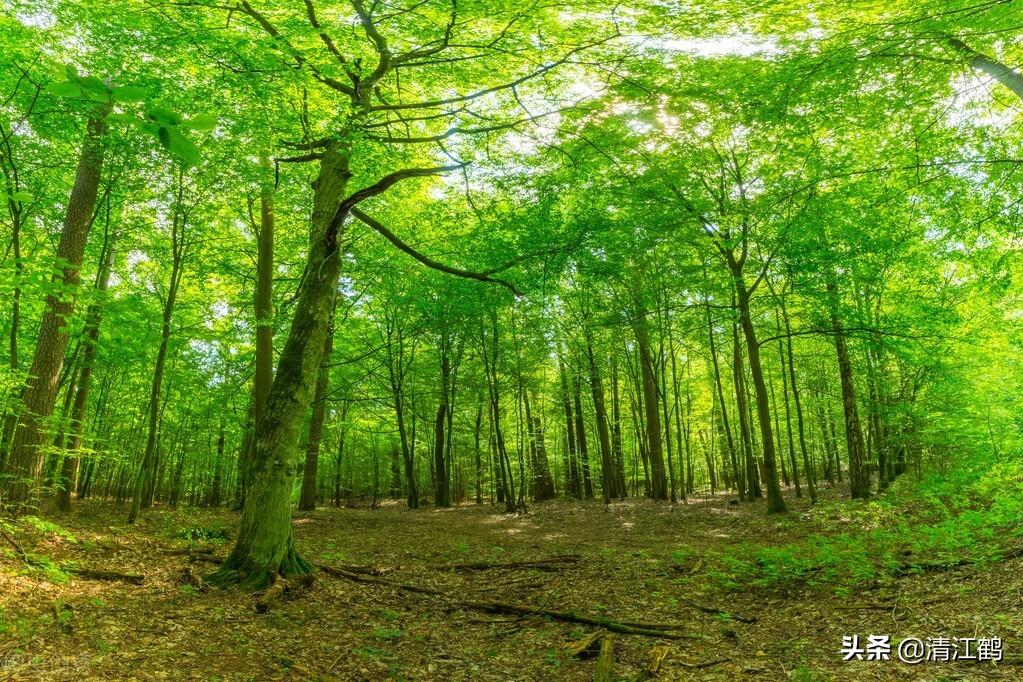 2022年林地征用费多少钱一亩？视情况区别对待，一卡通直补到户-一亩林地多少木头