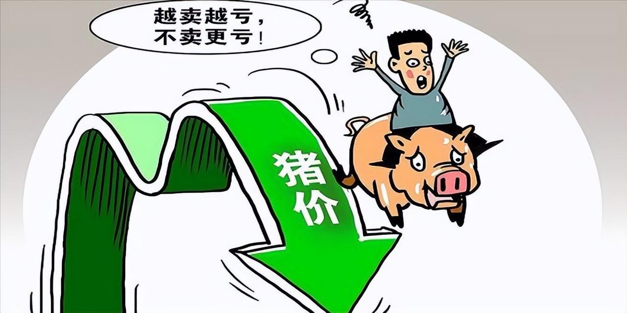 2023年5月18日生猪价格行情：小养猪户集体阵亡，大养猪户吃补贴-全国一年吃多少猪