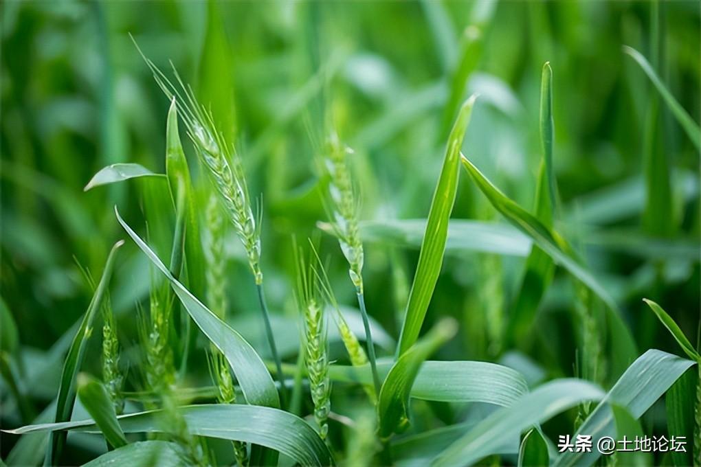 2022年小麦补贴标准最新：多少钱一亩？几月份可以发放？-今年种地补贴一亩地是多少