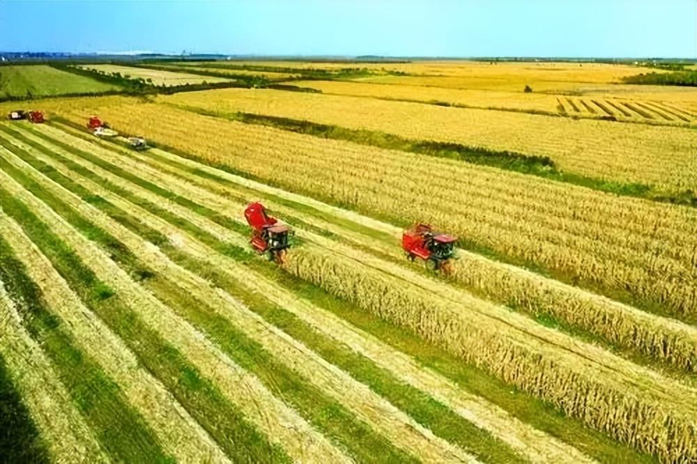 “闯关夺隘”第一年-2016年黄豆现在多少钱一斤