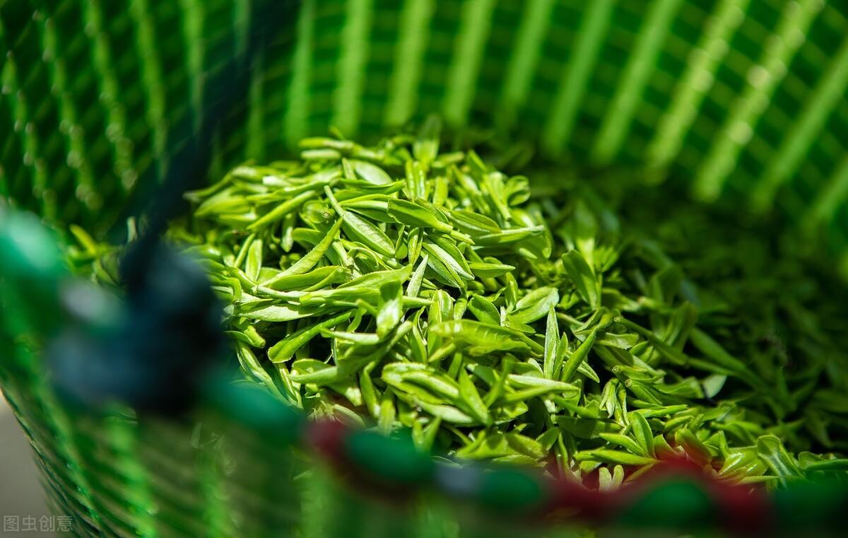 川茶雀舌谁称雄？竹叶青与天府龙芽对冲评测，谁的口感更好？-天府对冲基金
