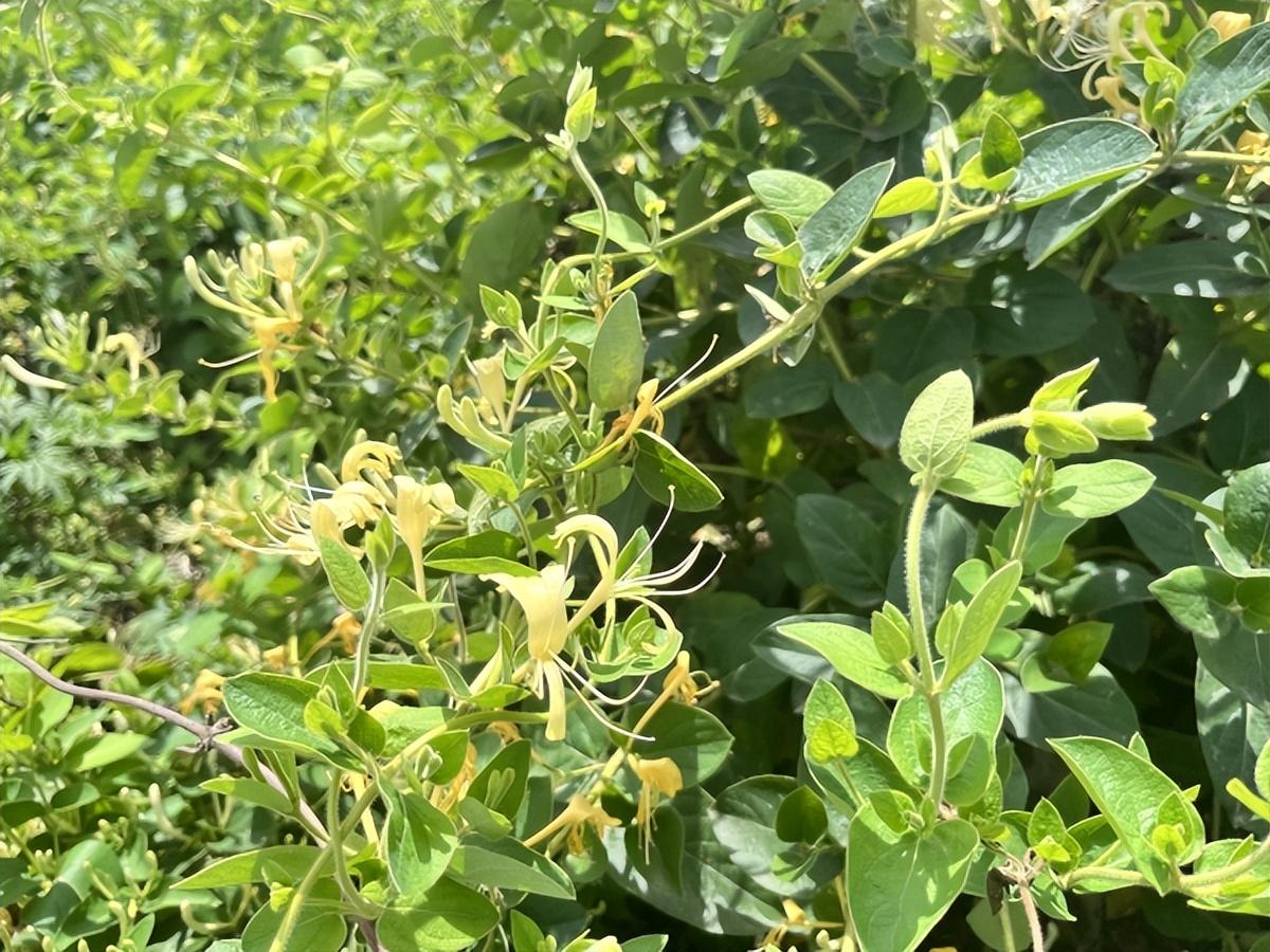 宝丰：金银花开收“金银”-山银花多少钱一斤