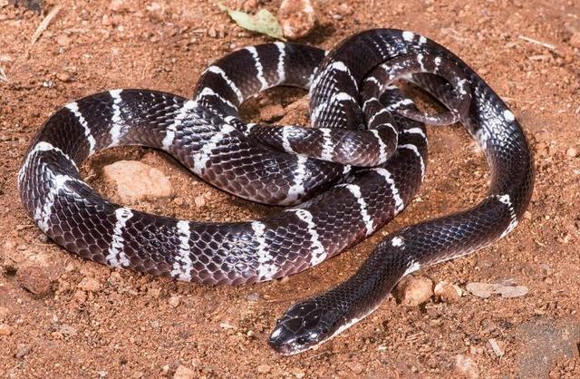 世界第一毒蛇排名有哪些品种(盘点世界上最危险的10种毒蛇)