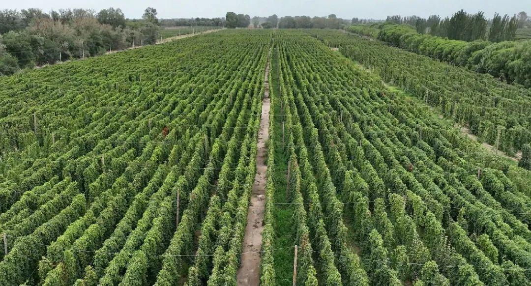 “三抓三促”行动丨甘肃农垦亚盛绿鑫集团：项目驱动啤酒花产业跑出“加速度”-甘肃农垦啤酒股份有限公司