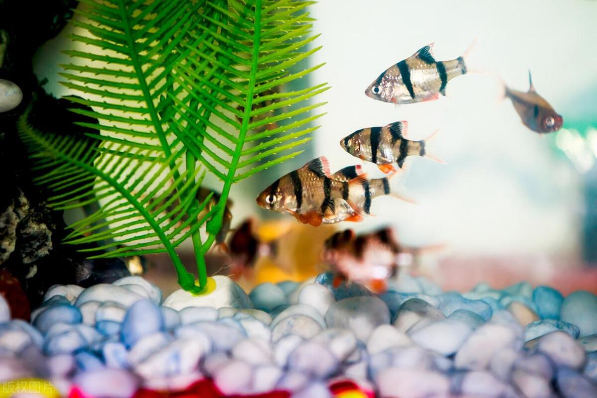 常见水族箱的种类和优缺点-玻璃1吨等于多少重量箱