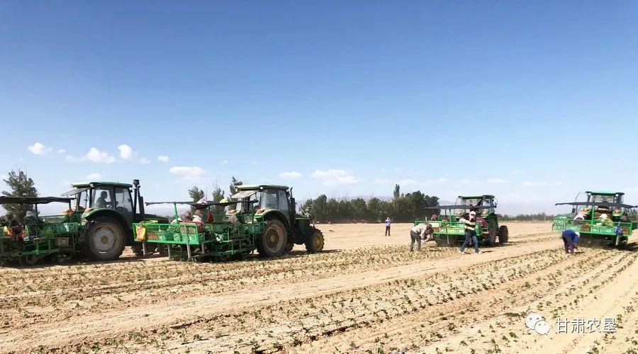 “三抓三促”行动丨精准督有力促实效显——甘肃农垦集团以强有力督导推动“三抓三促”行动见实见效-甘肃农垦集团公司