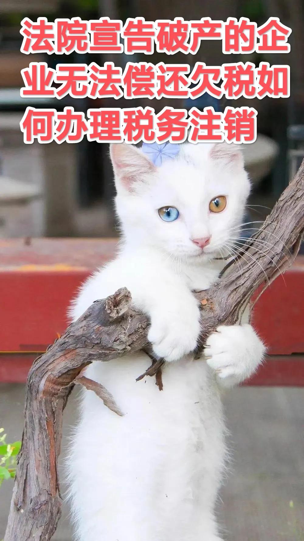 【答疑】法院宣告破产的企业无法偿还欠税如何办理税务注销-公司破产还款