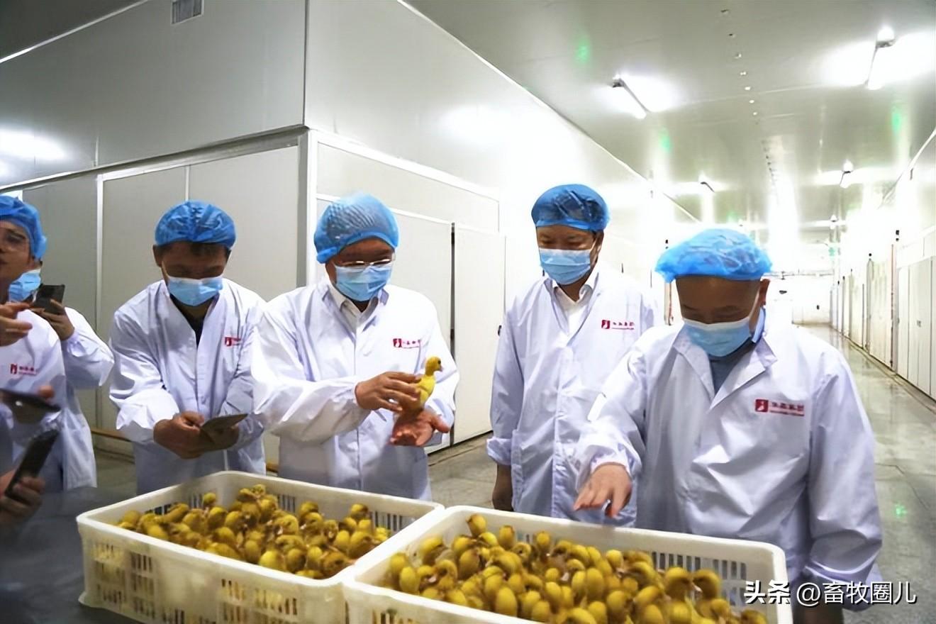 光大金控香港资产管理公司总裁周志江一行莅临华英公司参观考察-华英樱桃谷食品有限公司