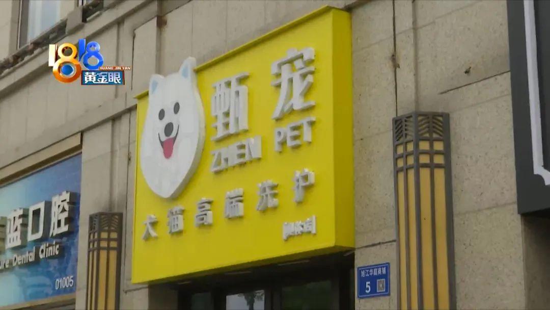 【推荐】金渐层一周后病了回头客也买到了星期猫金银猫签到红包最大多少