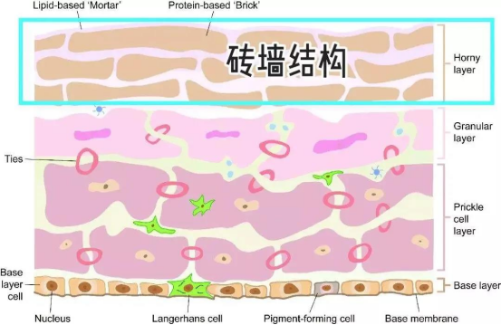 涂抹玻尿酸真的能“补水”吗玻尿酸打到哪一层