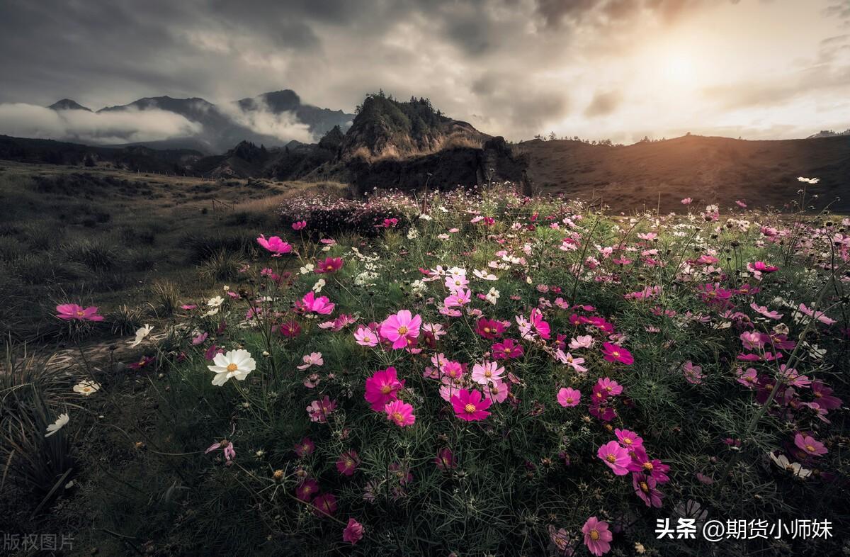 触目惊心的多空大战！期货人必看的国内期货史十大逼仓案例（上）-中国期货公司构成